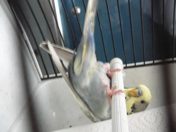 Wellensittich-Bild: und hier seht ihr mich nach Rolle vorwärts von unten. Oh je, habe meinen Popo nicht abgeputzt.