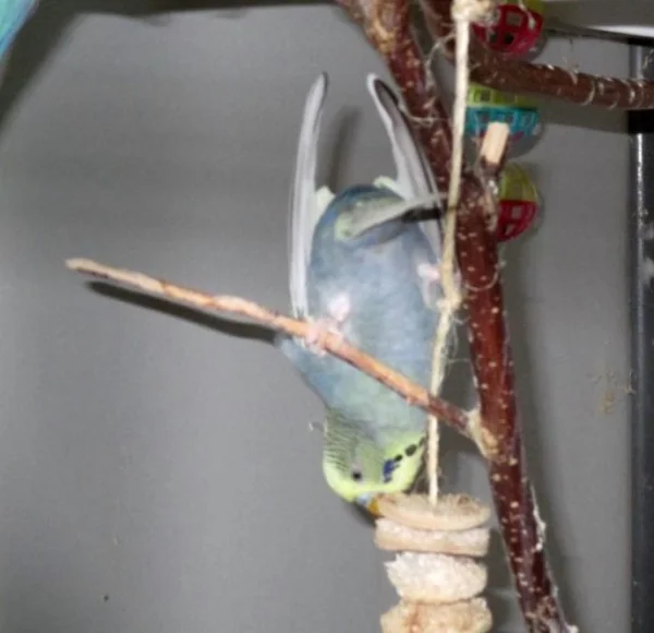 Wellensittich-Bild: auch am Kabob kann man sich austoben