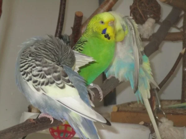 Wellensittich-Bild: Von wegen wir Hennen sind eitel. Piro und Fozzy beweisen ja das Gegenteil. Da wird geputzt und rumgezupft bis jede Feder wieder sitzt.