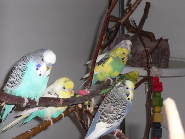 Wellensittich-Bild: im Vordergrund die 3 Jungs und im Hintergrund die 3 Mädels