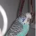Merlin