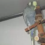Piro the Hero