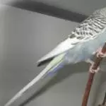 Piro immer oben auf