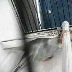 Piro in Transportbox 5