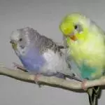 Der Felo den Vogel zeigen