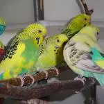 Da Vinci, Kia, Ina und Fozzy