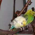 Fozzy duckt sich