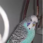 Merlin aus Frankfurt