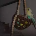 Achtung fotografierwütige Felo