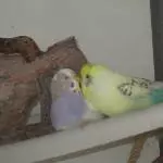 Vio und Fozzy