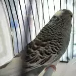 Piro in Transportbox 3