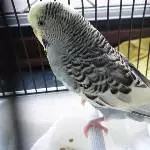 Piro in Transportbox 1