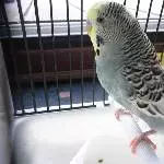 Piro in Transportbox 2