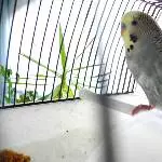 Piro in Transportbox 6