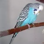 Beleidigter Merlin
