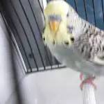 Piro aus Frankfurt