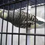 Piro in Transportbox 4