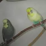 Piro und Fozzy