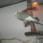 Piro: Von wegen schräger Vogel
