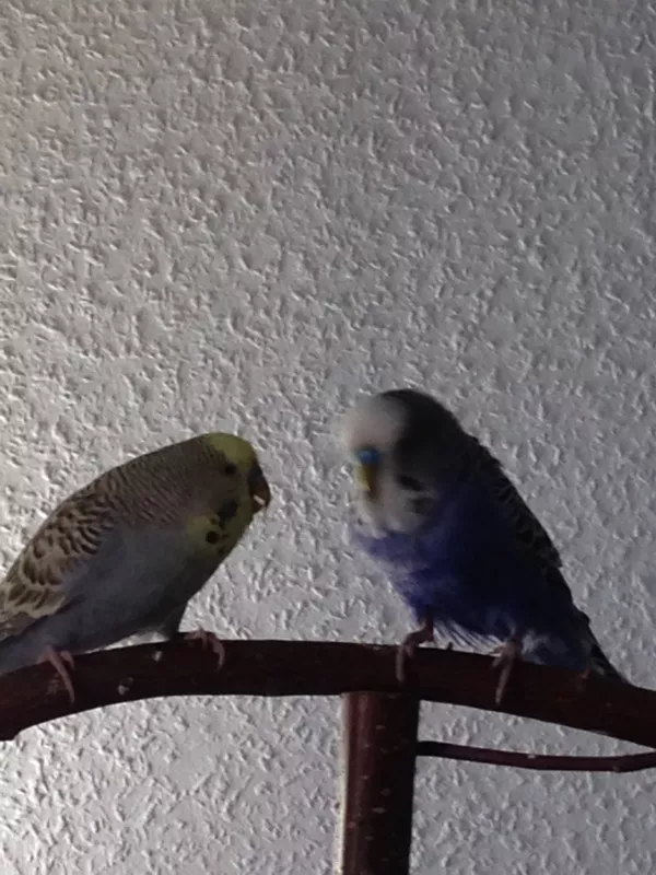 Wellensittich-Bild: Brownie und Sweety beim Füttern