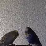 Brownie und Sweety
