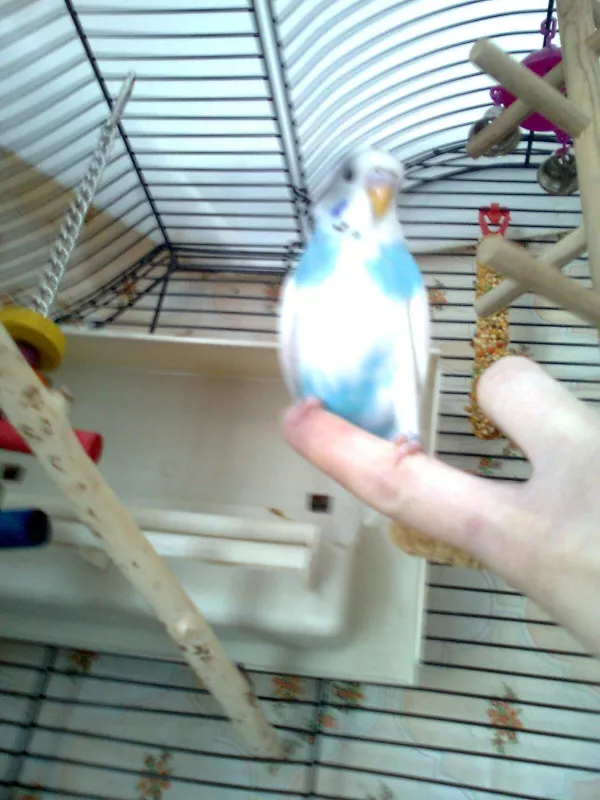 Wellensittich-Bild: Der kleine freche Yoyo ein furchtloser geselle
