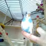 Kecker Yoyo