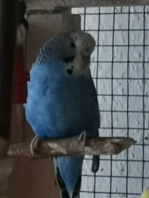 Wellensittich-Bild: Luna meine Hübsche 