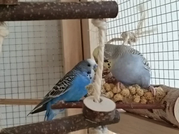 Wellensittich-Bild: .... die zwei haben sich gesucht und gefunden...