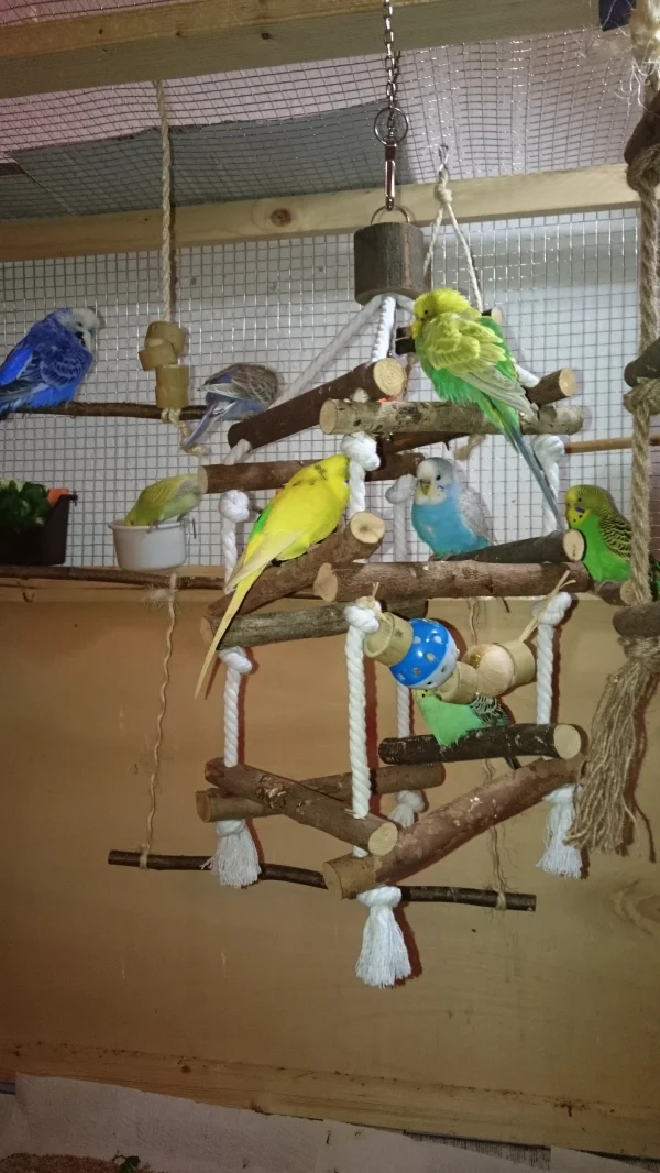 Wellensittich-Bild: Hier sind alle 8 Wellis drauf - ist halt eine Art Suchbild...