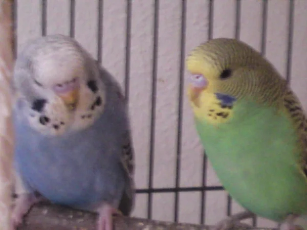 Wellensittich-Bild: Nicky (links) und Schwester Nora, die leider schon am 23.04.2014 plötzlich verstorben ist