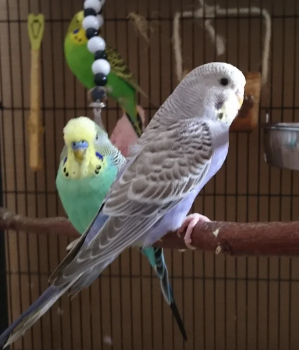 Wellensittich-Bild: Kuki, seit dem 18.12.2015  bei uns mit Opi Sylvester und Anna im Hintergrund
