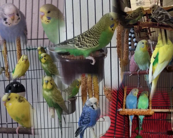 Wellensittich-Bild: Hier sind alle meine 8 Wellis zu sehen, auch Tweety +07.082012 und Nora +23.04.2014
dazu noch:
-Hahn Sylvester, Hahn Nicky (Noras Halbbruder), Henne Anna, Henne/Hahn (?)Linda/Paul, Hahn (!) Emma und Henne Lilly