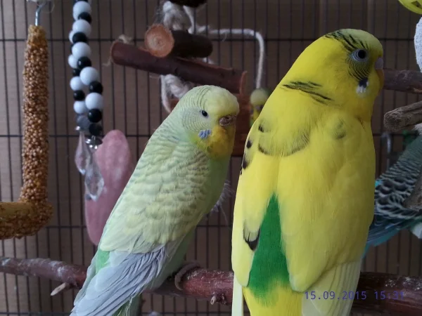 Wellensittich-Bild: Lilly möchte sich bei Linda/Paul vorstellen !
