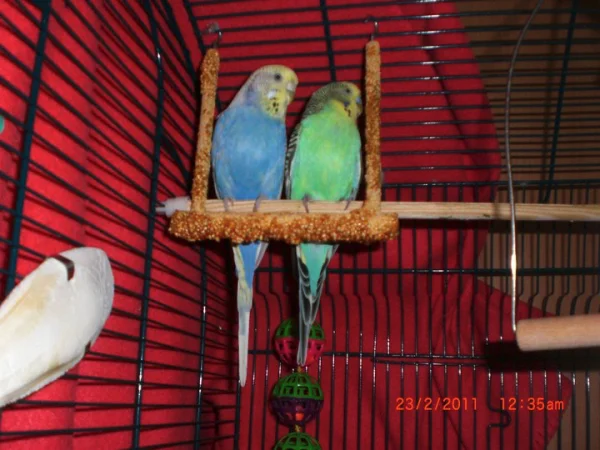 Wellensittich-Bild: Tweety und Sylvester noch in ihrem alten, kleinen Käfig - gerade mal seit 6 Tagen bei mir !!