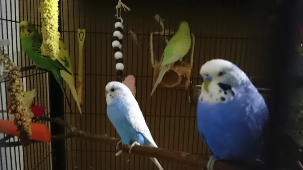Wellensittich-Bild: Im Vordergrund Nicky und Sweety (li.) im Hintergrund links Anna und Paul und auf der Rolle Lilly