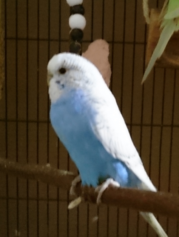 Linda