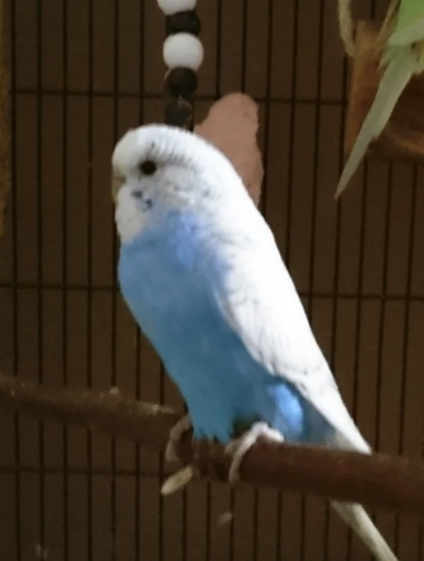 Wellensittich-Bild: Sweety ist seit dem 16.12.2015 bei uns
