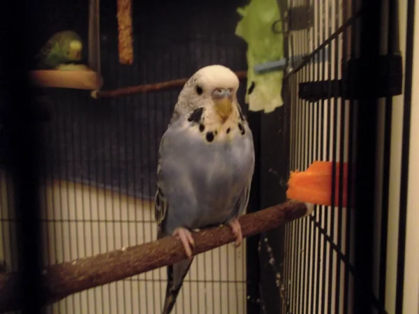 Wellensittich-Bild: Hier ist Nicky noch sehr jung