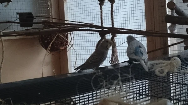 Wellensittich-Bild: Kuki zu Sweety: na, was meinst Du, sollen wir mal rein in den schönen neuen Käfig?