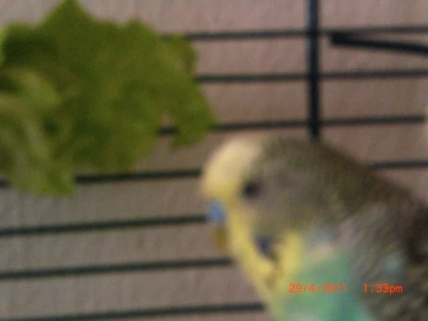 Wellensittich-Bild: Sylvester kurz vor seinem ersten Freiflug in 2011