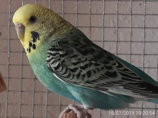 Wellensittich-Bild: Reni Portrait 