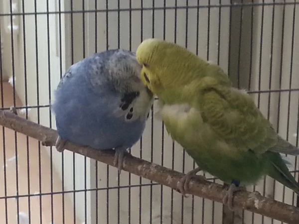 Wellensittich-Bild: Emma und sein Sohn Nicky