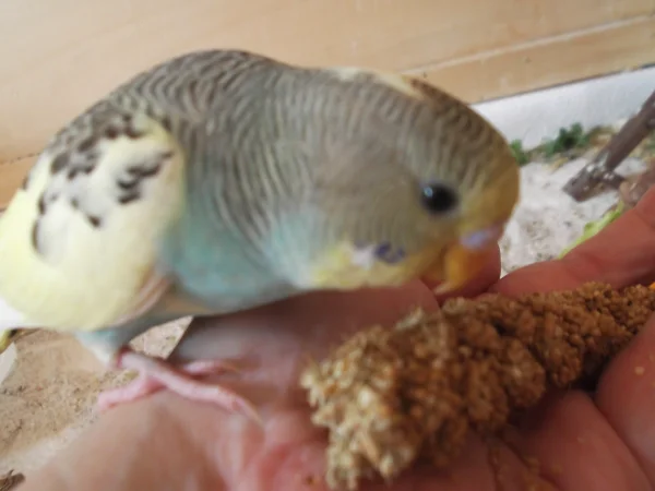 Wellensittich-Bild: Bonito kommt zur Hand