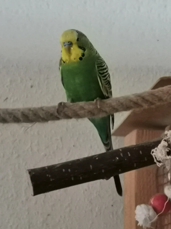 Wellensittich-Bild: Micky am 14. Dezember 