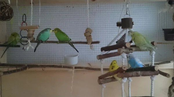Wellensittich-Bild: weil sie beide so schüchtern sind, kommen sie sich viel zu selten so nah...   <3