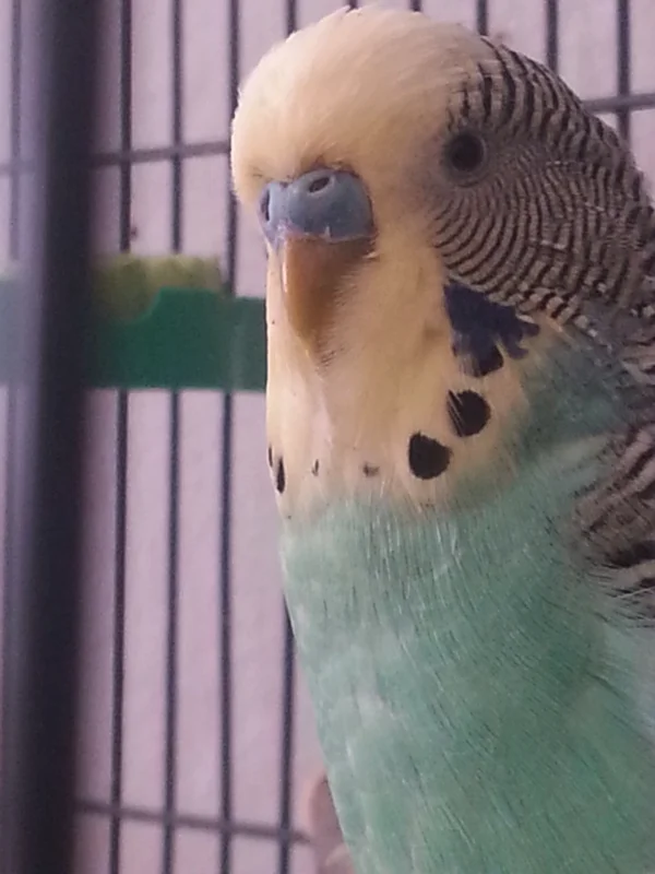 Wellensittich-Bild: Er ist nun seit dem 17.02.2011 bei mir - mit ihm und Tweety (+07.08.2012) fing alles wieder an - inzwischen sind sie zu 6en.... Da war noch Nora, Nickys Schwester, gestorben am 23.04.2014