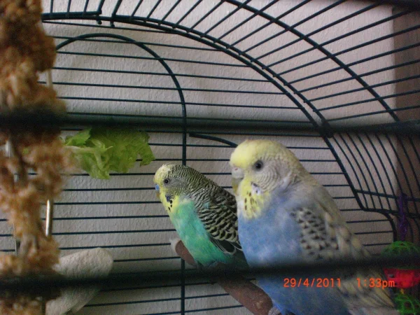 Wellensittich-Bild: Tweety und Sylvester - meine Schätze !