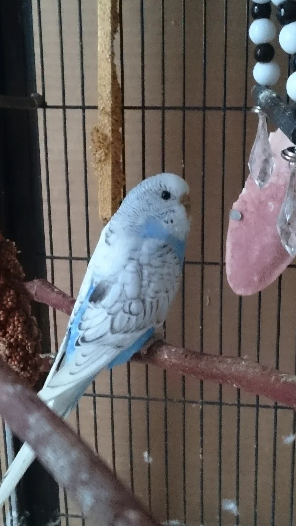 Wellensittich-Bild: Sweety, seit dem 16.12.2015 bei uns