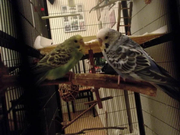 Wellensittich-Bild: Nicky und Schwesterchen Nora noch sehr jung